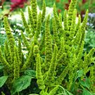Super Seeds Amaranthus hypochondriacus Green Thumb Garden 500 Pcs