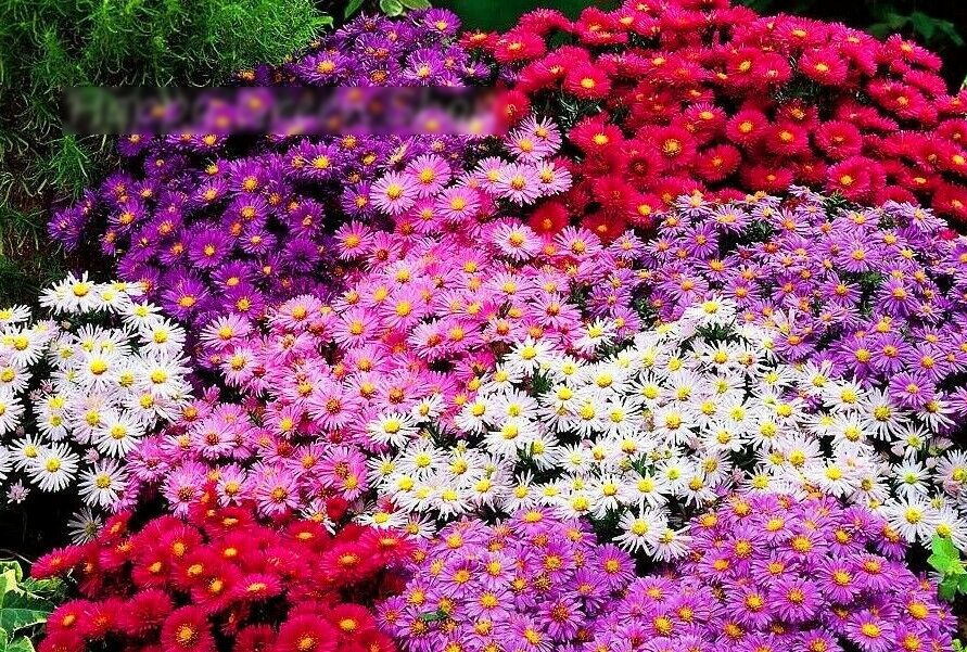 Super Seeds Callistephus chinensis Dwarf Aster Pinocchio Beuatiful Flower 300 Pcs