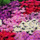 Super Seeds Callistephus chinensis Dwarf Aster Pinocchio Beuatiful Flower 300 Pcs