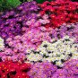 Super Seeds Callistephus chinensis Dwarf Aster Pinocchio Beuatiful Flower 300 Pcs