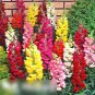 Super Seeds Antirrhinum Majus Maximum Snapdragon Tall Mix Flwoer 4000 Pcs
