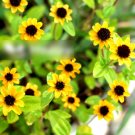 Super Seeds Sanvitalia procumbens Creeping Zinnia Beuatiful Flower 200+ Pcs