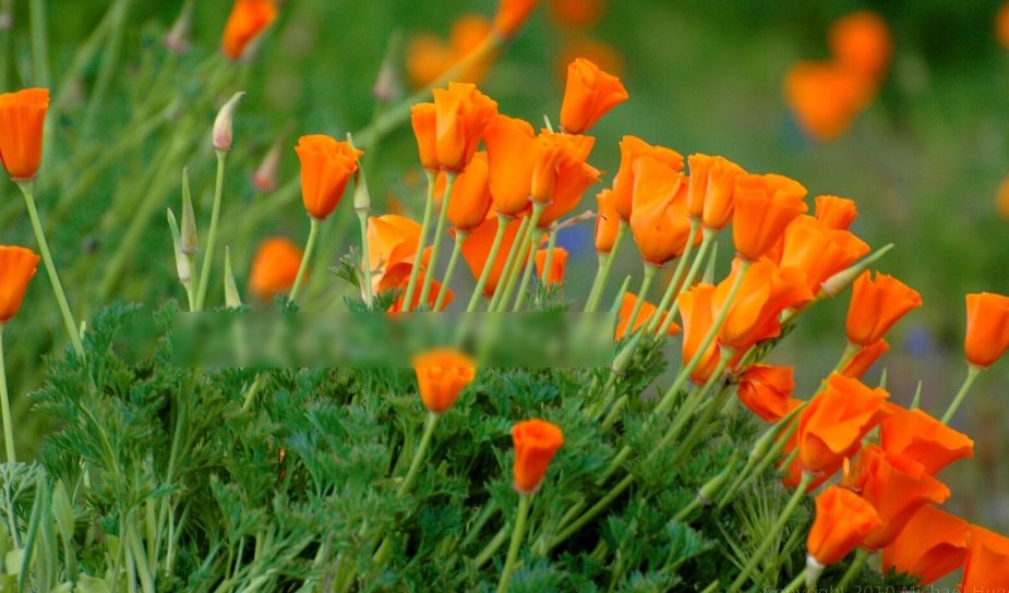 Super Seeds Eschscholzia californica Californian Poppy Golden West Flower 2000+ Pcs
