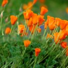 Super Seeds Eschscholzia californica Californian Poppy Golden West Flower 2000+ Pcs