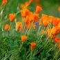 Super Seeds Eschscholzia californica Californian Poppy Golden West Flower 2000+ Pcs