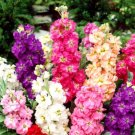 Super Seeds Matthiola Incana Dwarf Stock Brompton Winter Mix Flower 300 Pcs