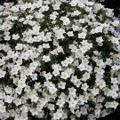 Super Seeds Nierembergia hippomanica White Robe Cupflower 600+ Pcs
