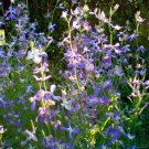Super Seeds Matthiola bicornis Night Scented Stocks Flower 5 000 Pcs