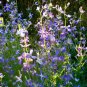 Super Seeds Matthiola bicornis Night Scented Stocks Flower 5 000 Pcs