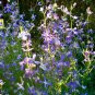 Super Seeds Matthiola bicornis Night Scented Stocks Flower 5 000 Pcs