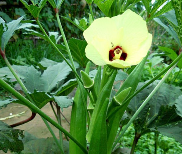 Super Seeds Okra Clemson Spineless Vegetable Garden 200 Pcs