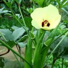 Super Seeds Okra Clemson Spineless Vegetable Garden 200 Pcs