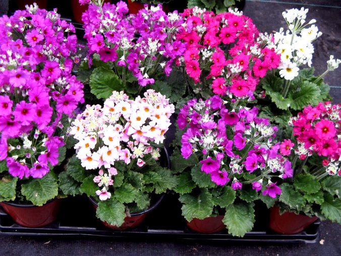 Super Seeds Primula malacoides Fairy Primrose Mix Beautiful Flower 200 Pcs