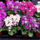 Super Seeds Primula malacoides Fairy Primrose Mix Beautiful Flower 200 Pcs