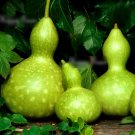 Super Seeds Cucurbita Pepo Birdhouse Climber Large Bottle Gourd Squash 10 Pcs