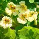 Super Seeds Tropaeolum nanum Peach Melba Nasturtium Dwarf Beautiful Flower 20+ Pcs