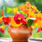 Super Seeds Tropaeolum majus Nasturtium Mix Out of Africa Flwoer 60 Pcs