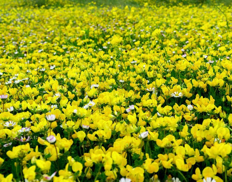 Super Seeds Lotus corniculatus Birds foot Trefoil British Wild Flower 3000+ Pcs