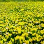 Super Seeds Lotus corniculatus Birds foot Trefoil British Wild Flower 3000+ Pcs
