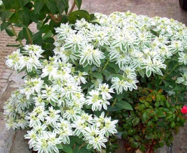 Super Seeds Euphorbia marginata variegata Snow On The Mountain Annual Flower 40 Pcs