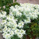 Super Seeds Euphorbia marginata variegata Snow On The Mountain Annual Flower 40 Pcs