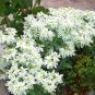 Super Seeds Euphorbia marginata variegata Snow On The Mountain Annual Flower 40 Pcs