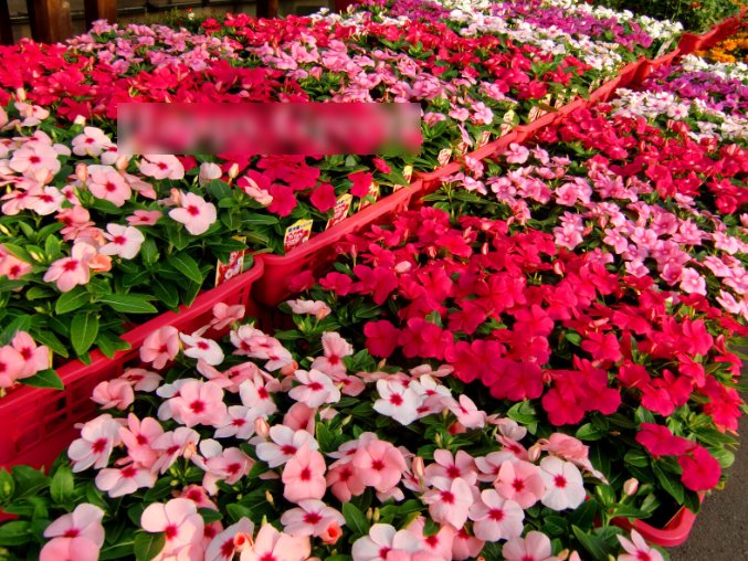 Super Seeds Catharanthus r Periwinkle Vinca Rosea Dwarf Flower 80 Pcs