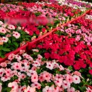 Super Seeds Catharanthus r Periwinkle Vinca Rosea Dwarf Flower 80 Pcs