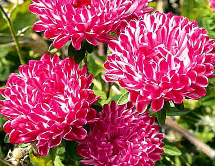 Super Seeds Aster Peony Striped Bicolored White Red Beautiful Flower 200 Pcs