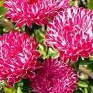 Super Seeds Aster Peony Striped Bicolored White Red Beautiful Flower 200 Pcs