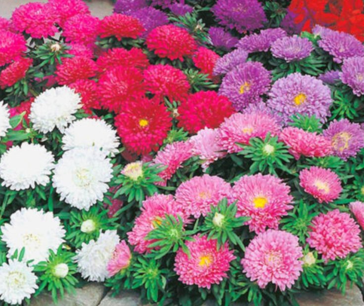 Super Seeds Callistephus Chinensis Aster Dwarf Color Carpet Double Flowers 300 Pcs