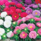 Super Seeds Callistephus Chinensis Aster Dwarf Color Carpet Double Flowers 300 Pcs