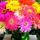 Super Seeds Zinnia Burpeeana Giants Mix Beautiful Flower 200 Pcs