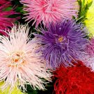 Super Seeds Callistephus Teisa Stars Aster Dwarf Beautiful Flower 100+ Pcs