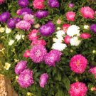 Super Seeds Aster Princess Mix Beautiful Flower 300 Pcs