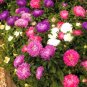 Super Seeds Aster Princess Mix Beautiful Flower 300 Pcs