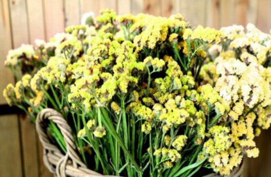 Super Seeds Limonium sinuatum Sea Lavender Statice Yellow Beautiful Flower 100+ Pcs