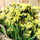 Super Seeds Limonium sinuatum Sea Lavender Statice Yellow Beautiful Flower 100+ Pcs