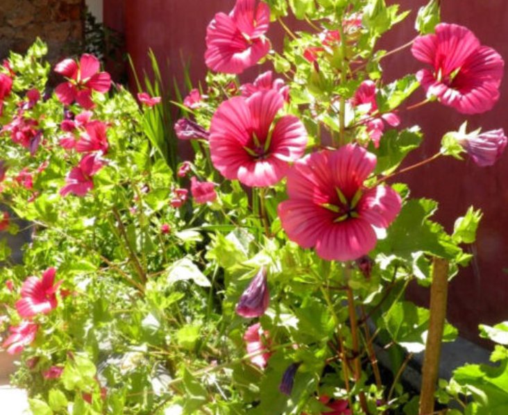 Super Seeds Malope trifida Mallow Mix Annual Flower 100+ Pcs