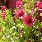 Super Seeds Malope trifida Mallow Mix Annual Flower 100+ Pcs