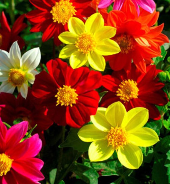 Super Seeds Dahlia Variabilis Dwarf Single Mignon Compact regular ball shaped 100+ Pcs