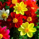 Super Seeds Dahlia Variabilis Dwarf Single Mignon Compact regular ball shaped 100+ Pcs