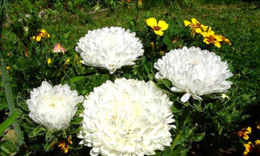 Super Seeds Callistephus Aster Dwarf Milady White Double Large Flower 200 Pcs