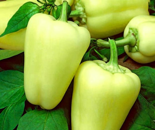 Super Seeds Sweet Pepper Citrina Pale Green Variety Vegetable 100 Pcs