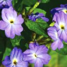 Super Seeds Browalia Americana Amethyst Flower 400 Pcs