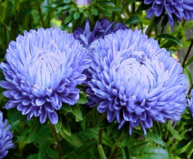 Super Seeds Callistephus Chinensis Peony Aster Blue Duchesse Large Flowered 100+ Pcs