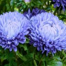 Super Seeds Callistephus Chinensis Peony Aster Blue Duchesse Large Flowered 100+ Pcs