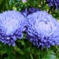 Super Seeds Callistephus Chinensis Peony Aster Blue Duchesse Large Flowered 100+ Pcs