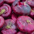 Super Seeds Allium Rossa Di Toscana Flat Red Onion Vegetable 300 Pcs