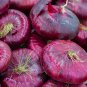 Super Seeds Allium Rossa Di Toscana Flat Red Onion Vegetable 300 Pcs